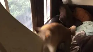 Haru the Shiba Inu sees a delivery man