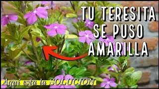 Por que se ponen Amarillas las Hojas de la TERESITA | Solucion a este Problema