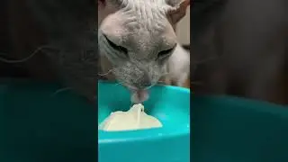 Сфинкс Федя хавает сметану 😻 