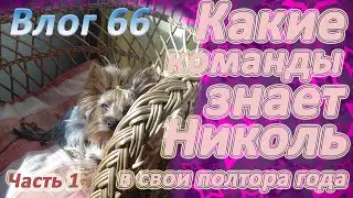 КАКИЕ КОМАНДЫ ЗНАЕТ МОЙ ЙОРК? Как проходило обучение командам щенка и взрослой собаки? Часть 1.