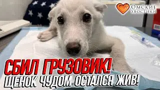 Сбил грузовик! Щенок чудом остался жив! | Снежок