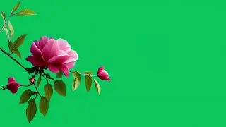 Pink rose plant green screen video download | Flower green screen background effect