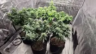 Mars Hydro TS1000 Sponsored Weed Grow Series Part 6 Great Value Led Grow Light For Beginners