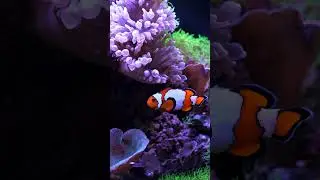 Colorful clownfish! 🧡 #shorts