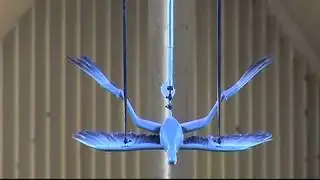 Microraptor in wind tunnel reveals flight secrets