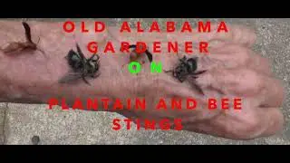 BEE STING GOT YOU! **HOME REMEDY USING WILD PLANT POULTICE** (OAG)