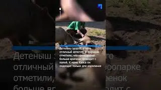 В Ленинградском зоопарке пополнение в семействе капибар