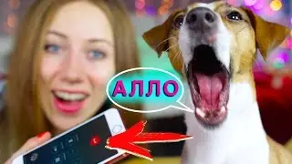 РЕАКЦИЯ ПОДПИСЧИКОВ НА ЗВОНКИ ЧТО-ТО ПОШЛО НЕ ТАК | Elli Di Pets