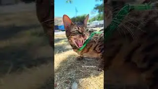 She has some strong words to say to these birds 