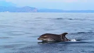 Волшебные обитатели морских глубин
