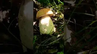 Грибы подосиновики вылезли в мае! 