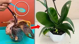 Miraculous for making rotten orchids revive immediately