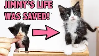 Saving a Sick and Starving Kitten - How Supportive Care Saved Jimmy