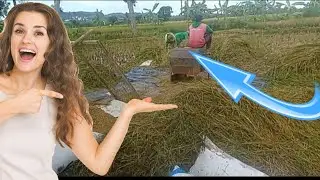 Suasana Sawah Lagi Musim Panen