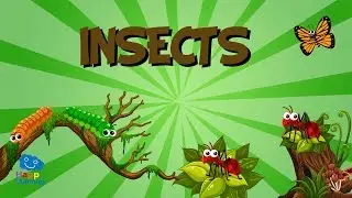 Insects | Educational Videos for Kids