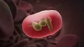 Malaria 3D Animation Shows How the Red Blood Cells are Infected