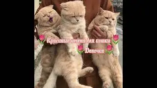 #имена#для#кошек#девочка