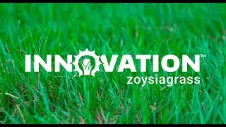 Innovation Zoysia for Home Lawns