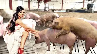 How a BOAR impregnates a pig Farm #WithMe why some pigs failed to inseminate