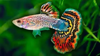 How to Care for Guppy Fish