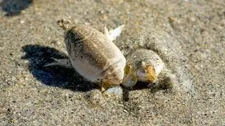 How to Catch Hidden Fishing Bait on the Beach