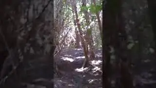 Hog hunting, Catch and REALEASE, 11 year old footage #outdoors #hunting #pighunt #pigdog