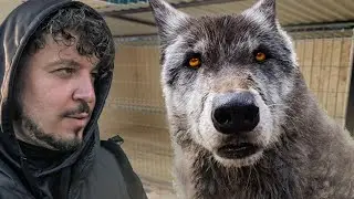 THE BIGGEST AND STRONGEST WOLF IN THE WORLD!
