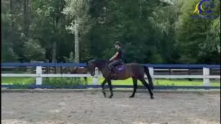 2017 Z mare by Bosch Blue  Schooling  Amateur jumper FOR SALE