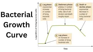 Microbiology  - Bacteria Growth, Reproduction, Classification