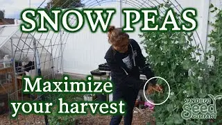 Want To Do Succession Planting With Mammoth Melting Snow Peas The Right Way?