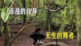 大自然中的“撩妹”高手，是天生的舞者，也是浪漫的化身