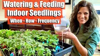 Watering and Fertilizing Indoor Seedlings - When, How, Frequency / First Time Gardener #8