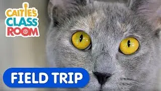 Learn How To Care For Pets! | Caities Classroom Field Trip | Animal Video for Kids