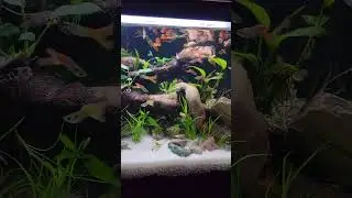 My Guppy Land