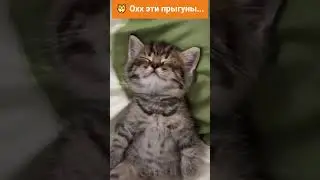 Котята-Попрыгуны  