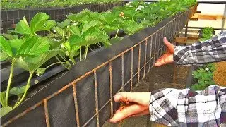 Устройства лотка для земляники и клубники своими руками!