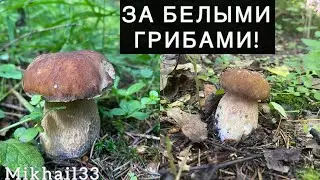 ЭТО СЛУЧИЛОСЬ!!! Я их все-таки НАШЁЛ!!! Грибное разнообразие в Подмосковье!!! Грибы 2024