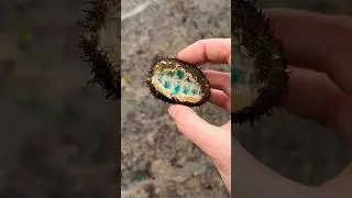 Look at the Inside of THIS Animal! 