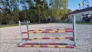 2017 Z mare by Bosch Blue  Flatwork and schooling  Amateur jumper FOR SALE