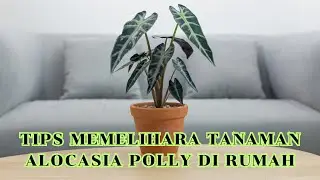 Tips Memelihara Tanaman Alocasia Polly di Rumah