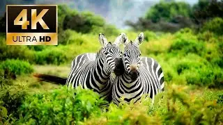 Воссоединись с природой | Окружающая среда 4К | Звуки животных | Amazing nature 4K | Animal sounds