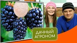 Ежевика: посадка и уход. Выращивание ежевики. Как посадить ежевику садовую
