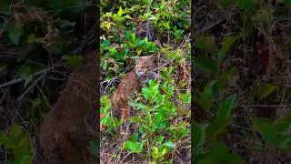 Baby Bobcat Lost its Mom #shorts