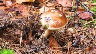 Video footage of picking mushrooms in the forest close-up. Hobbies and recreation.