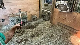 Mucking a stall