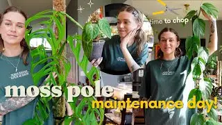 ✂️🌿 chopping & extending plants on rousseau moss poles (+ wire pole updates!)