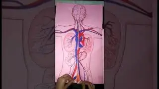 science project for Bio student Human body system 👌👌best human body ever🥰