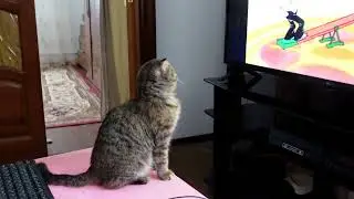Как Спасённая вислоухая кошка смотрит мультики. Ну, погоди!