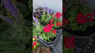 🌸 🏵 🌿  Flower boxes 🌿 🏵 🌸