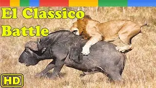 [Lion Story] El Classico Wildlife of Lion vs Buffalo - Nat Geo Wild Documentary HD